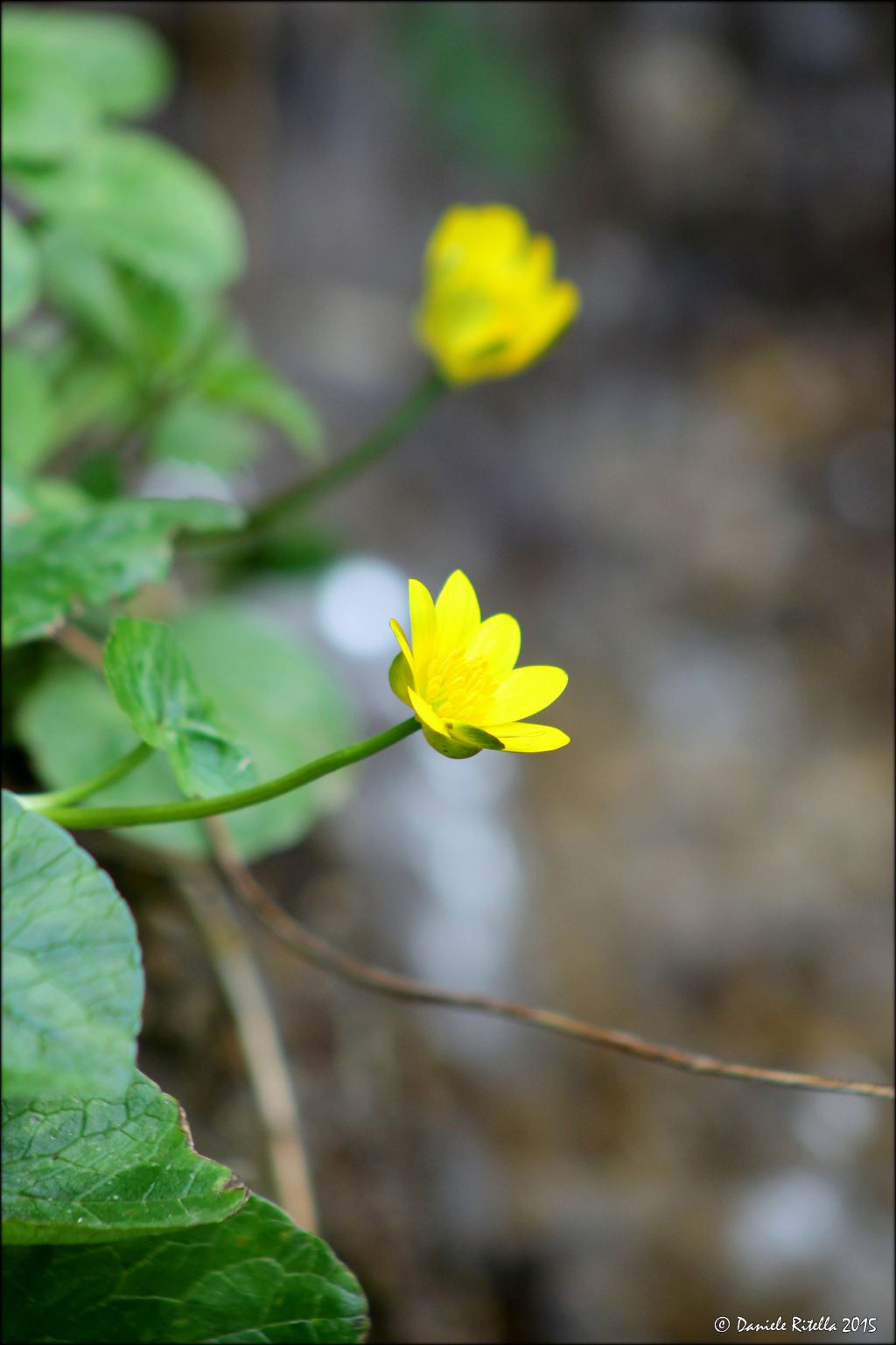 Ranunculus ficaria